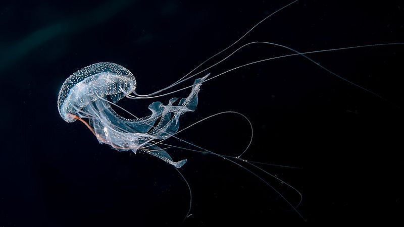 Descifran las claves genéticas que permiten rejuvenecer a la medusa inmortal