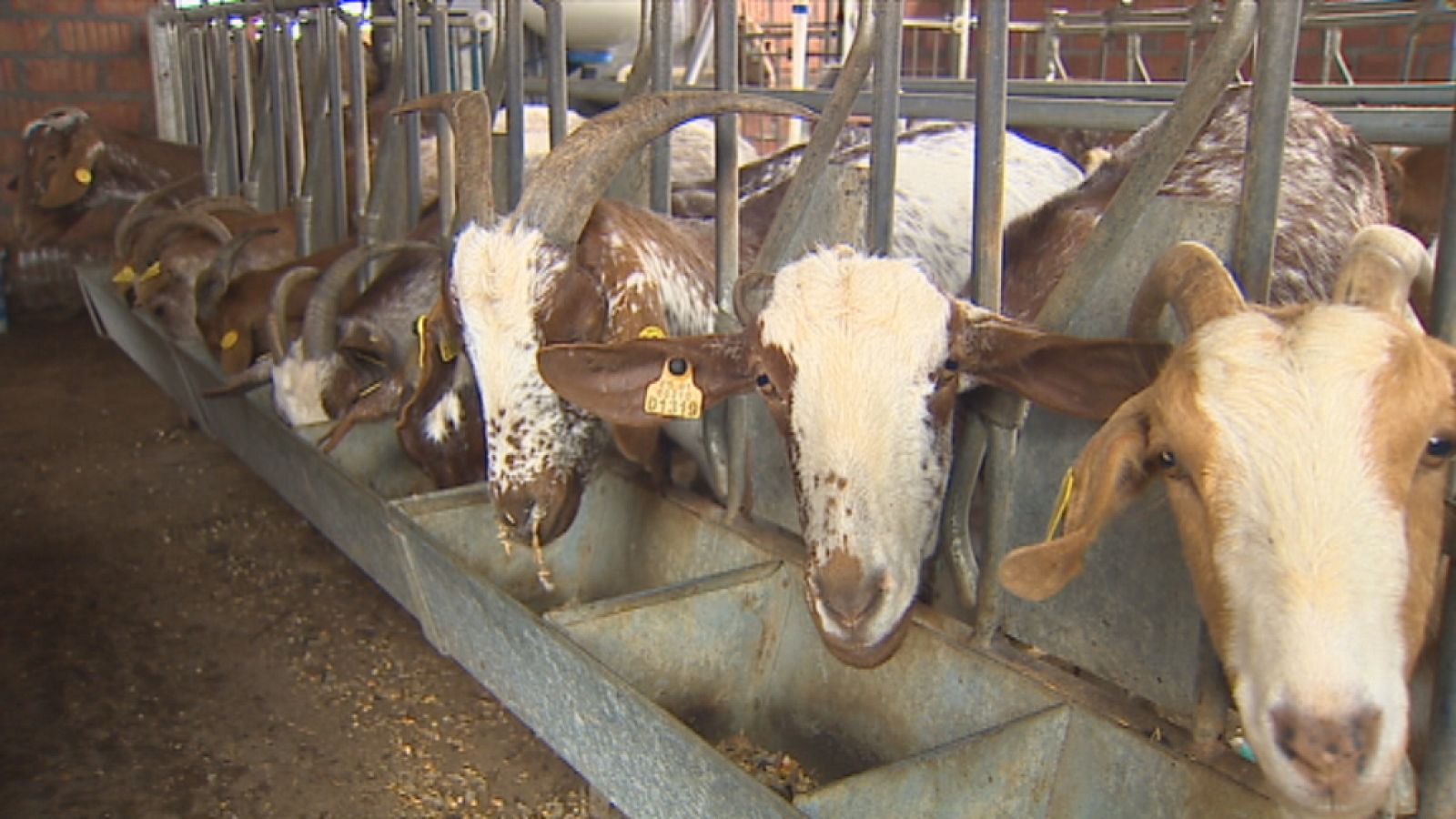 La ganadería se ahoga por la sequía