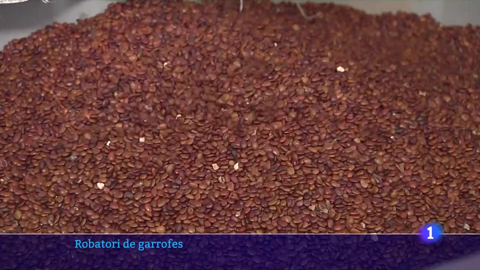 S'avança la collita de garrofes al Camp de Tarragona per evitar els furts - veure ara