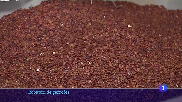 L'Informatiu - S'avança la collita de garrofes per evitar els furts