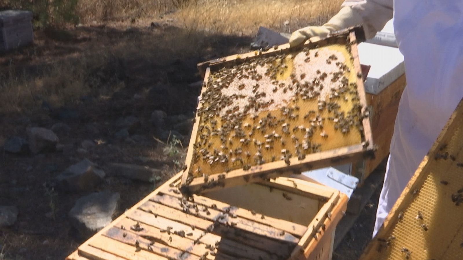 La sequía arruina la apicultura