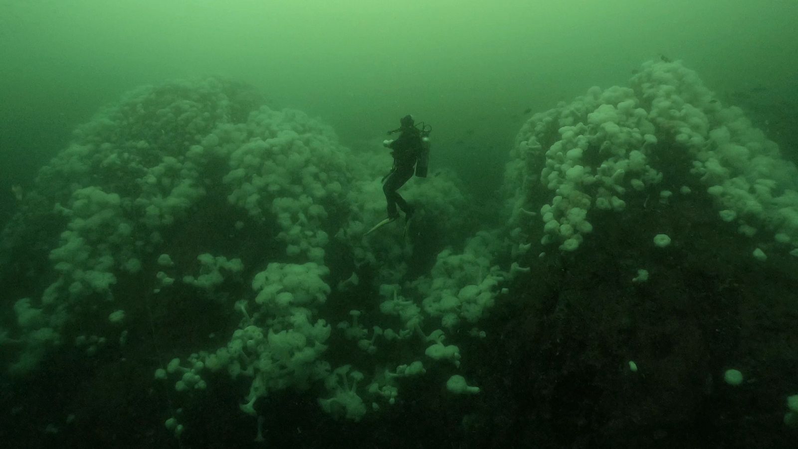 Somos documentales - El tiburón fantasma que emerge de las profundidades - Documental en RTVE