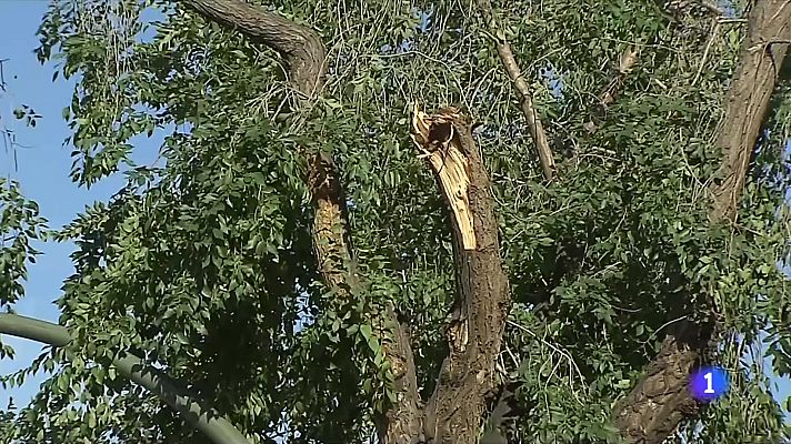 Dia de neteja i balanç a Vilafranca: arbres caiguts, carrers impracticables