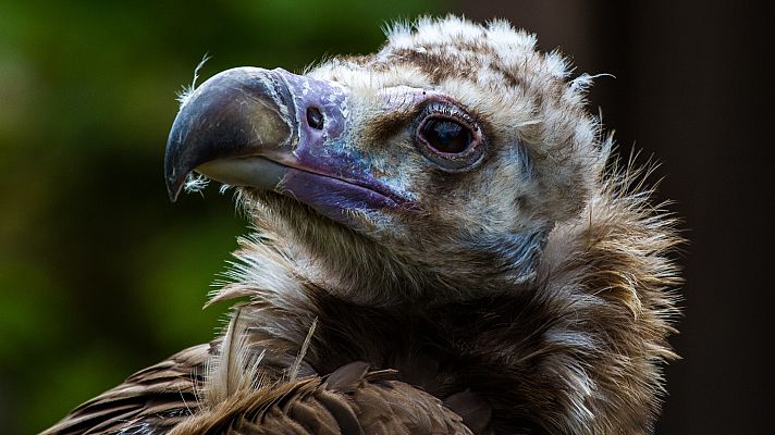 Telediario Fin de Semana - El 85% de la población mundial de buitre negro vive en España