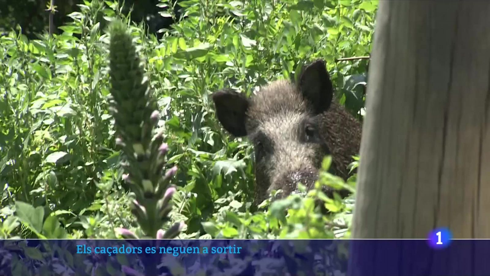 Els caçadors es planten i no comencen la temporada