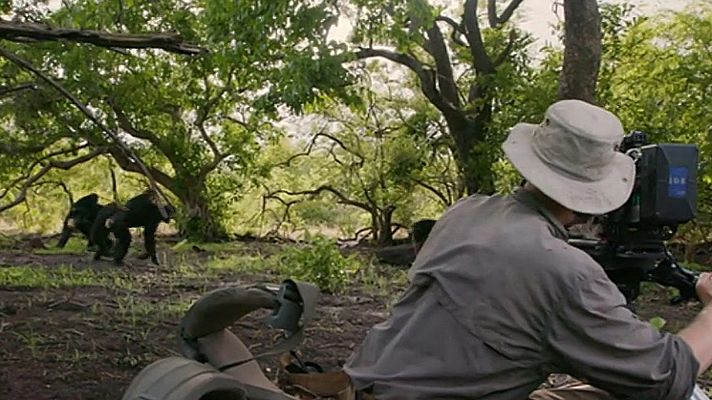 Como se hizo Dinastías - Chimpancés