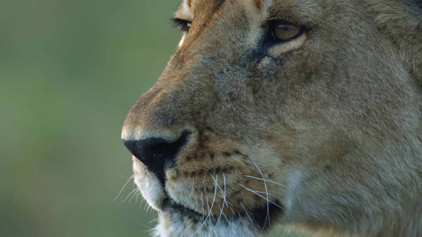 Cómo se hizo Dinastías - Episodio 3: Leones - ver ahora