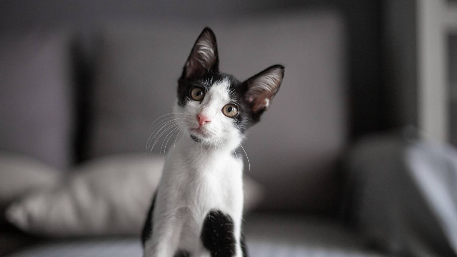 ¿Por qué algunos gatos odian el agua?