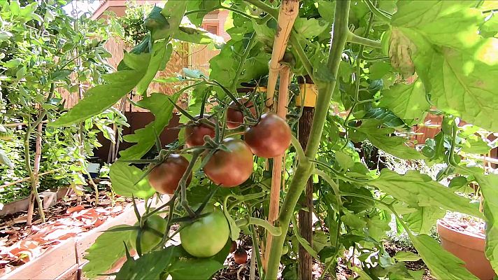 Aprende a cultivar tus propios tomates 