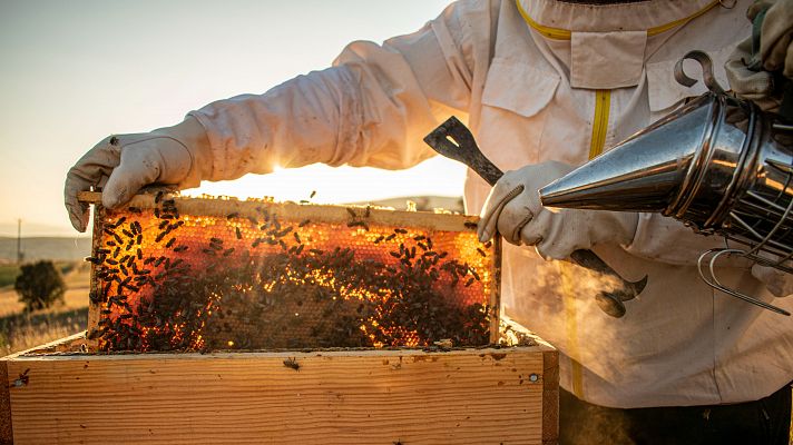 Los apicultores se enfrentan a la peor campaña de miel de este siglo