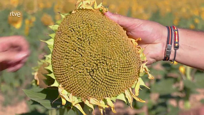 La magia de los girasoles