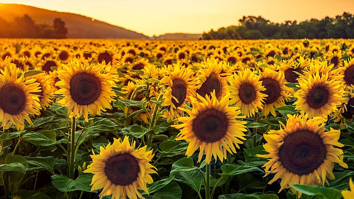 ¿Cómo logran los girasoles girar buscando el sol?