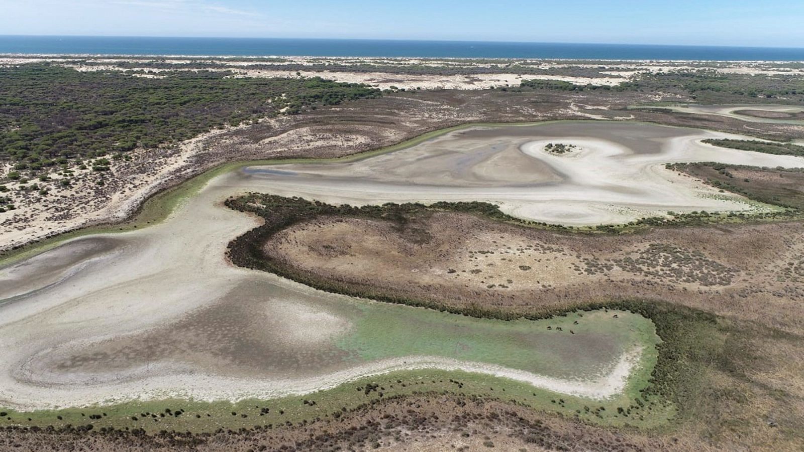 La laguna de Santa Olalla, en Doñana, se seca por tercera vez en su historia | Ver
