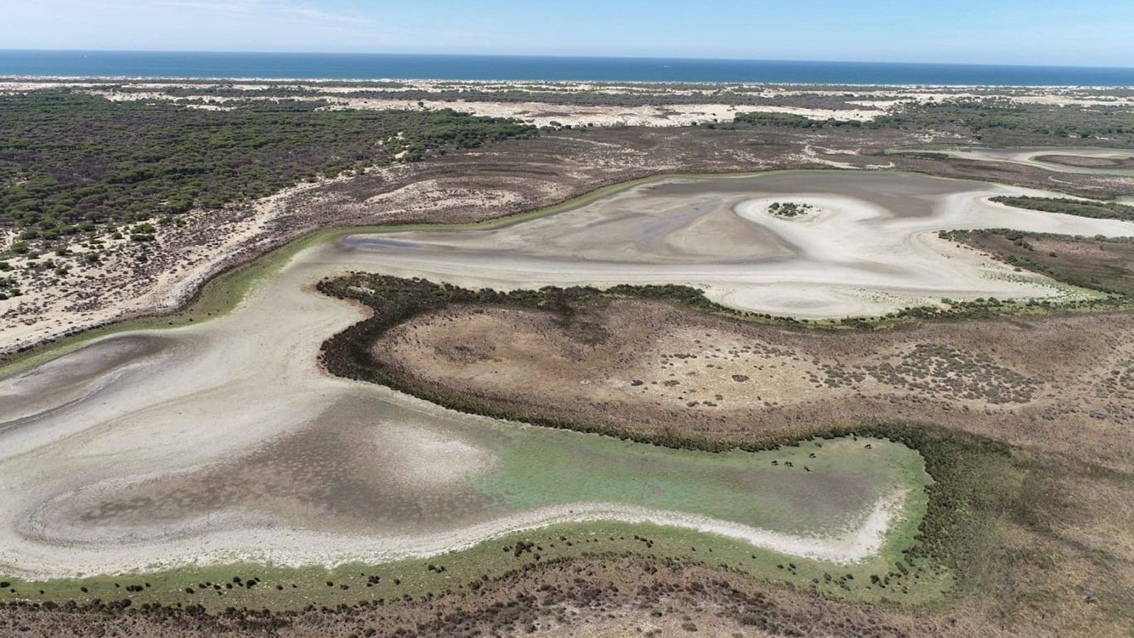 La laguna de Santa Olalla, en Doñana, se seca por tercera vez en su historia