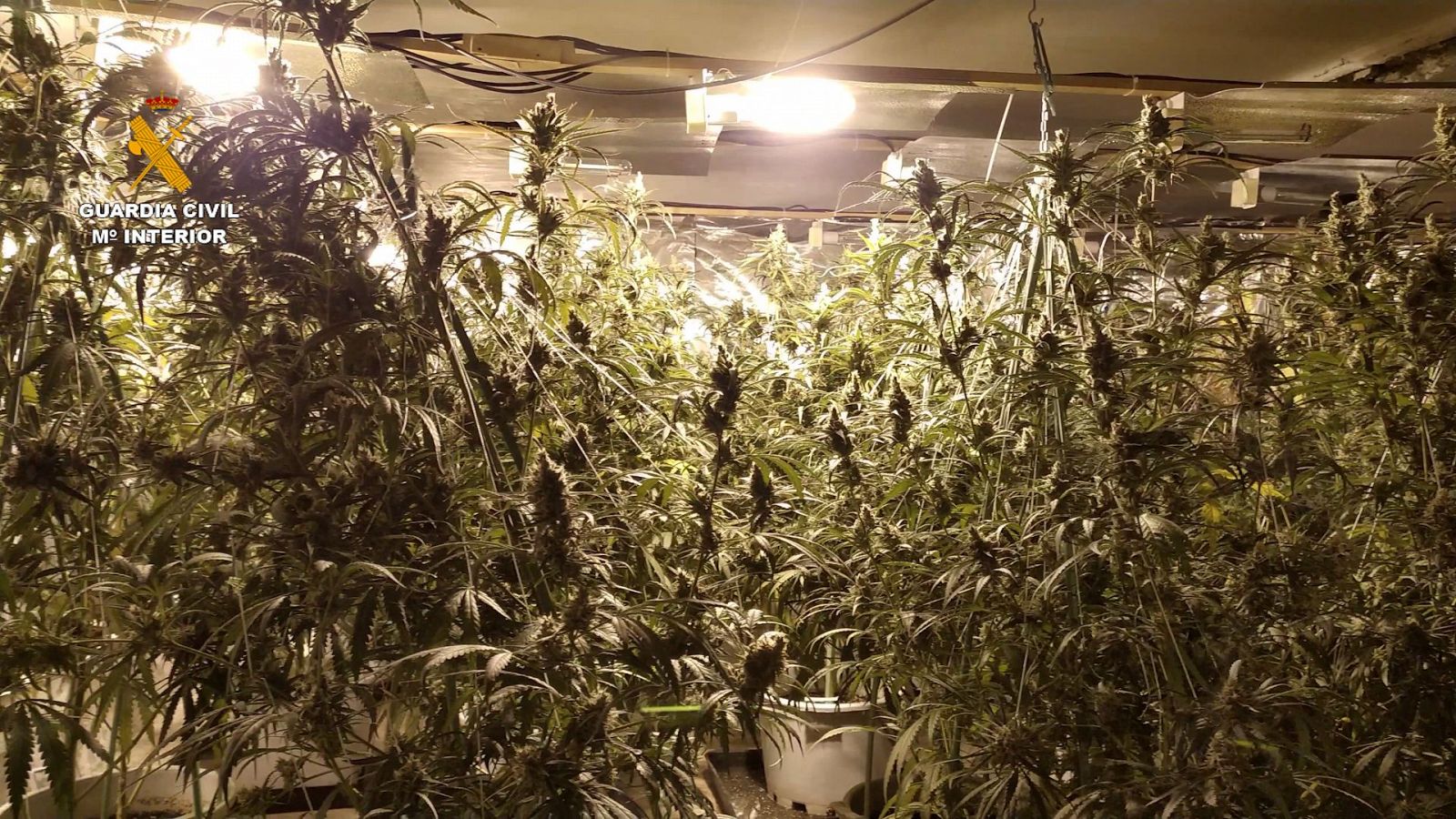 13 detenidos por tráfico de marihuana en Cataluña | Ver