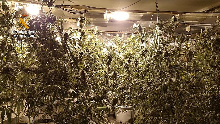 Telediario 1 - 13 detenidos en una macrooperación contra el tráfico de marihuana en Cataluña