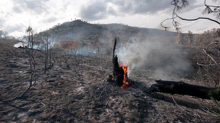 Telediario 1 - Lanzar paja desde helicópteros para proteger el suelo después de los incendios