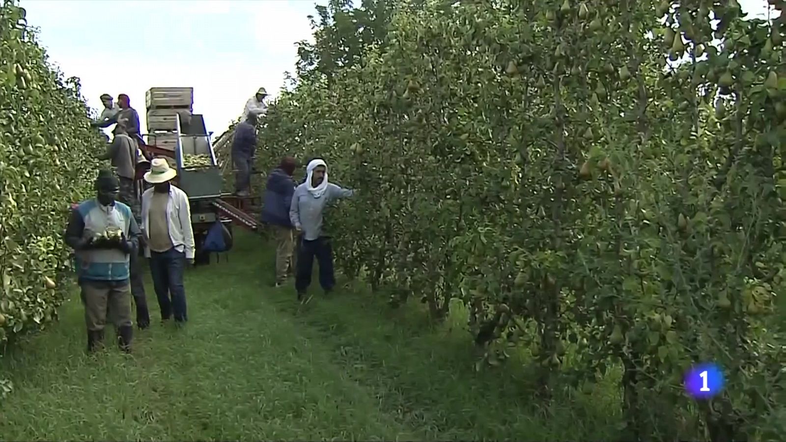 Els productors demanen comprar fruita, encara que sigui petita