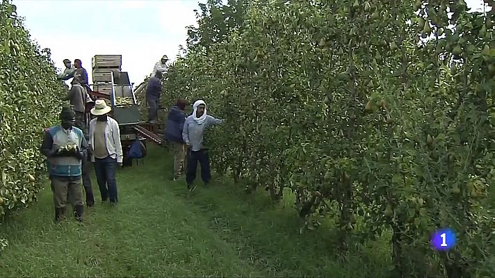 Fruites més petites: els productors demanen comprar-les igual