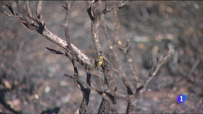 L'informatiu - Comunitat Valenciana - L'Informatiu de la Comunitat Valenciana 2 - 09/09/22