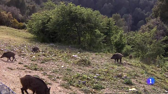 L'Informatiu - Preocupa la proliferació de senglars