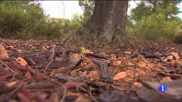 L'informatiu - Comunitat Valenciana - L'informatiu Comunitat Valenciana 2 - 13/09/22