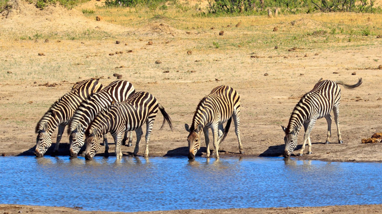El estanque. Un oasis animal - Episodio 3 - Ver ahora