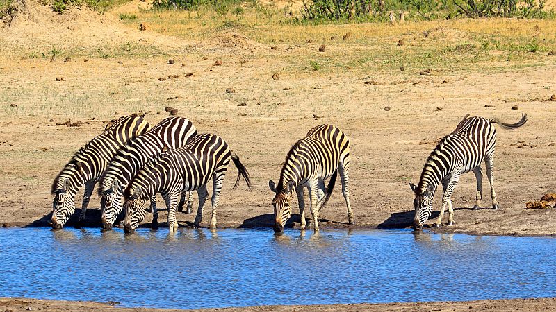 Documentales de naturaleza online - Los mejores documentales en 