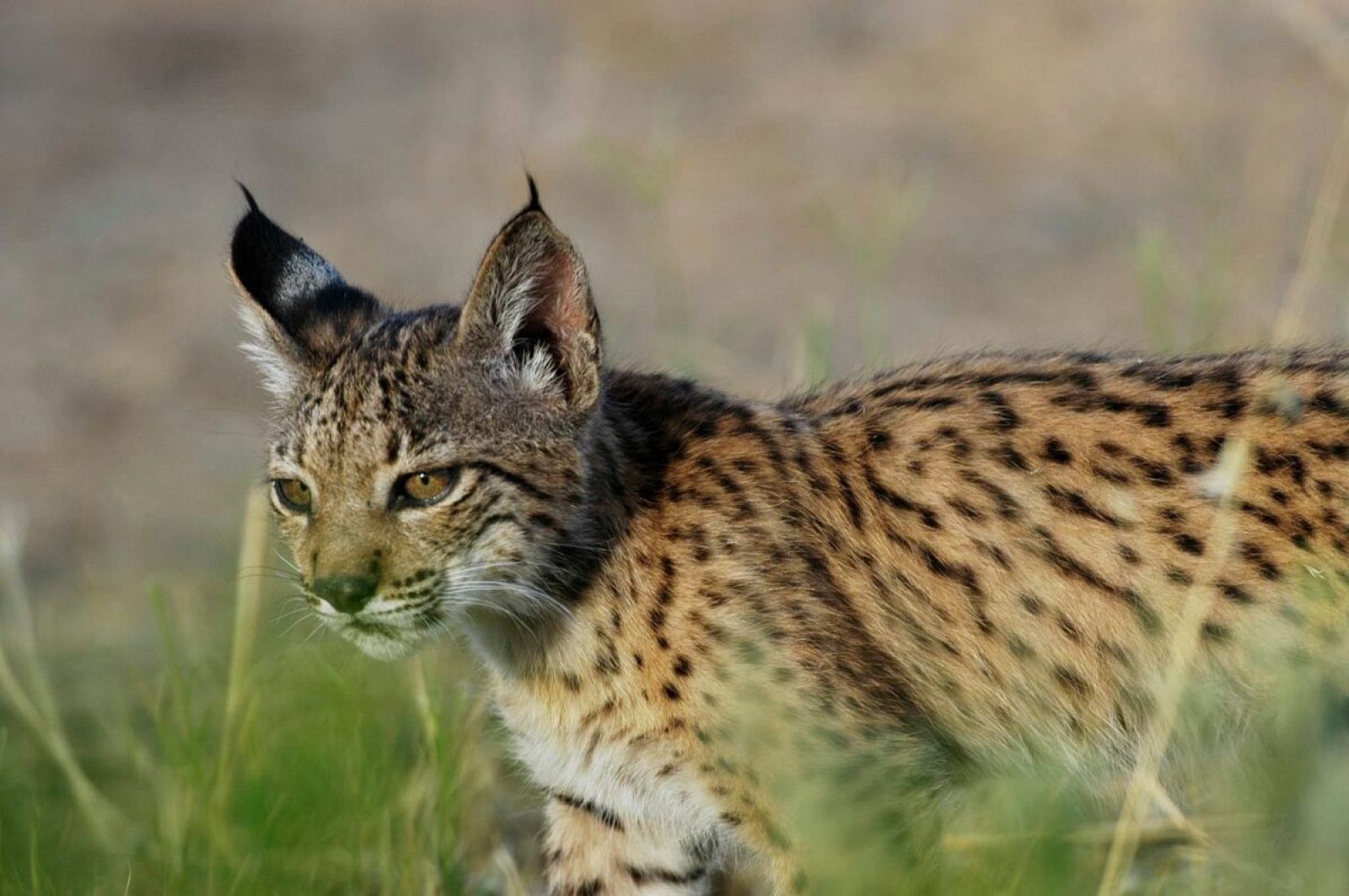 Conservación del lince ibérico