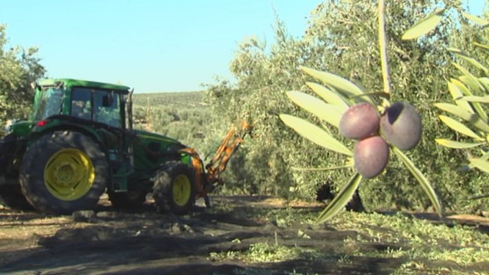 Noticias Andalucía - Campaña Aceituna 2022-2023 en Jaén