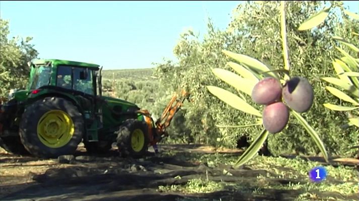 Campaña Aceituna 2022-2023 en Jaén