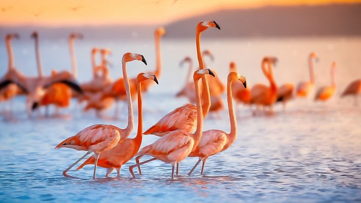 ¿Por qué los flamencos nacen blancos y se vuelven rosas?