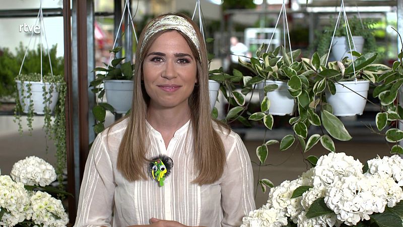 Va de verd - Plantes i molt més amb María Gómez - Veure ara