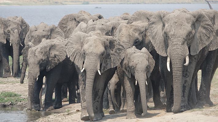 Elefantes de cerca - Episodio 1: Gigantes gentiles