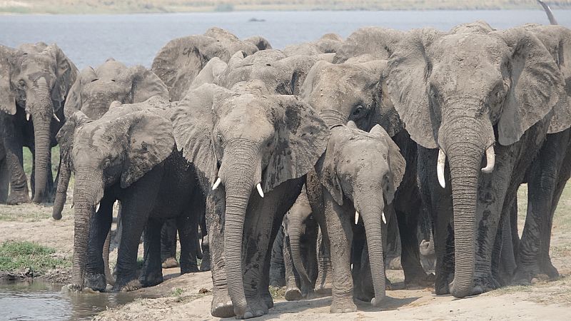 Elefantes de cerca - Episodio 1: Gigantes gentiles - ver ahora