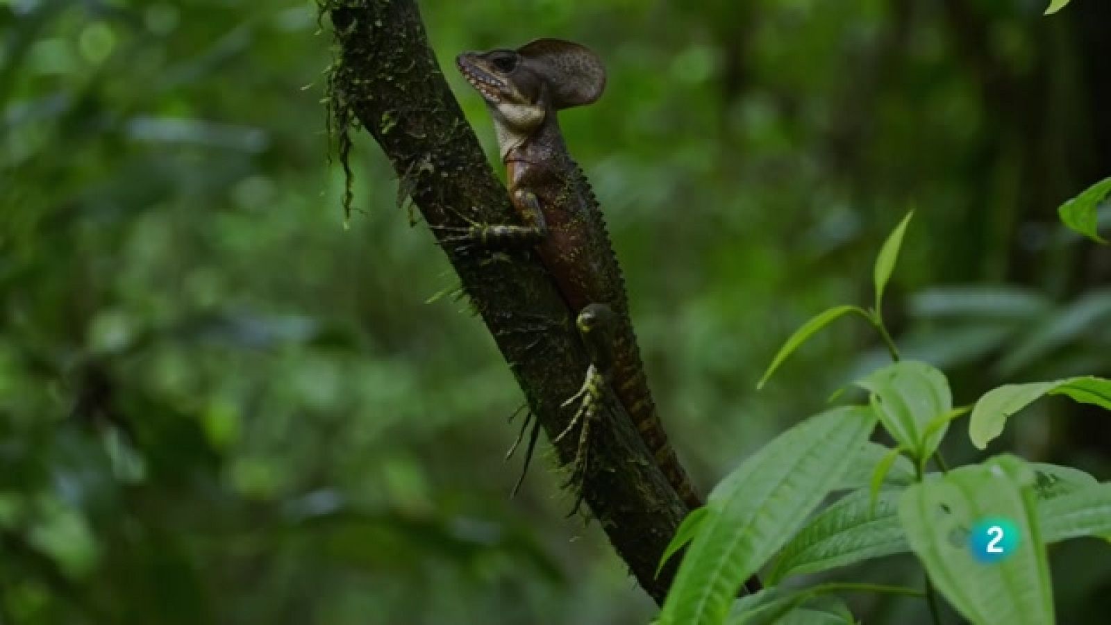 Grans Documentals - Supersentits: superpoders - Veure ara