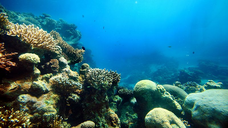 Arrecifes "de laboratorio" para frenar la erosión de la costa 