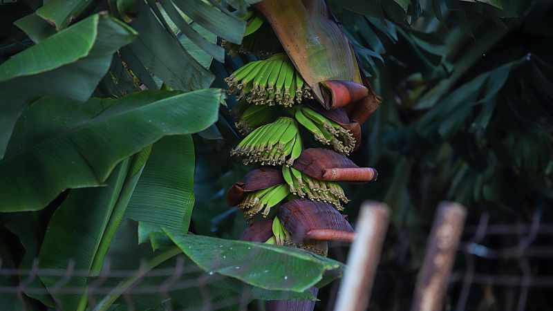 La econom�a de La Palma sigue muy tocada un a�o despu�s del volc�n