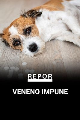 Repor - Veneno impune