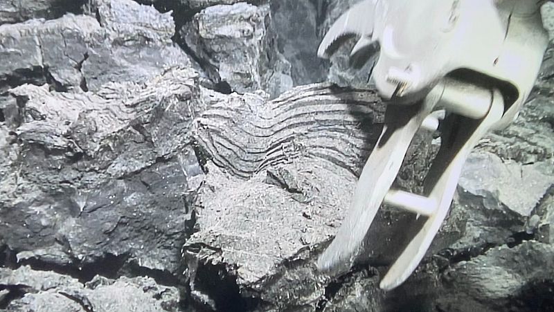 El volc�n de La Palma un a�o despu�s: una oportunidad cient�fica para estudiar la regeneraci�n de los ecosistemas