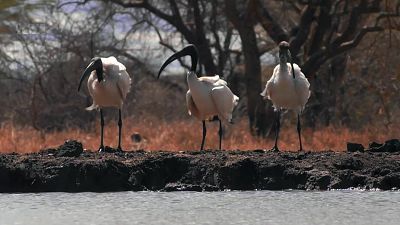 El estanque. Un oasis animal - Episodio 1 - ver ahora
