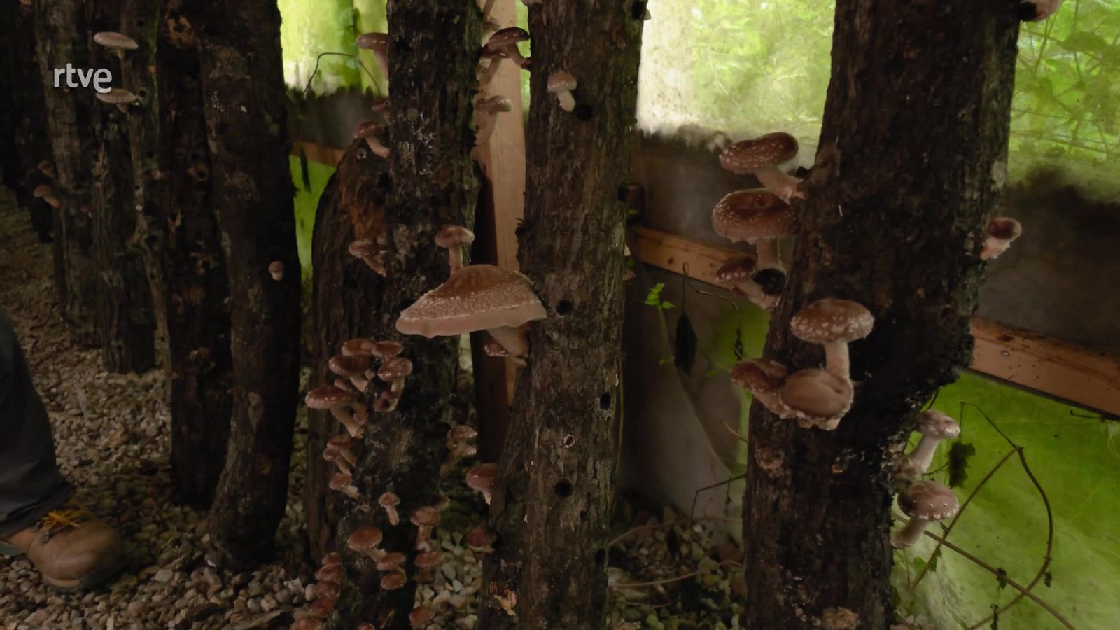 El cultivo de la seta shiitake