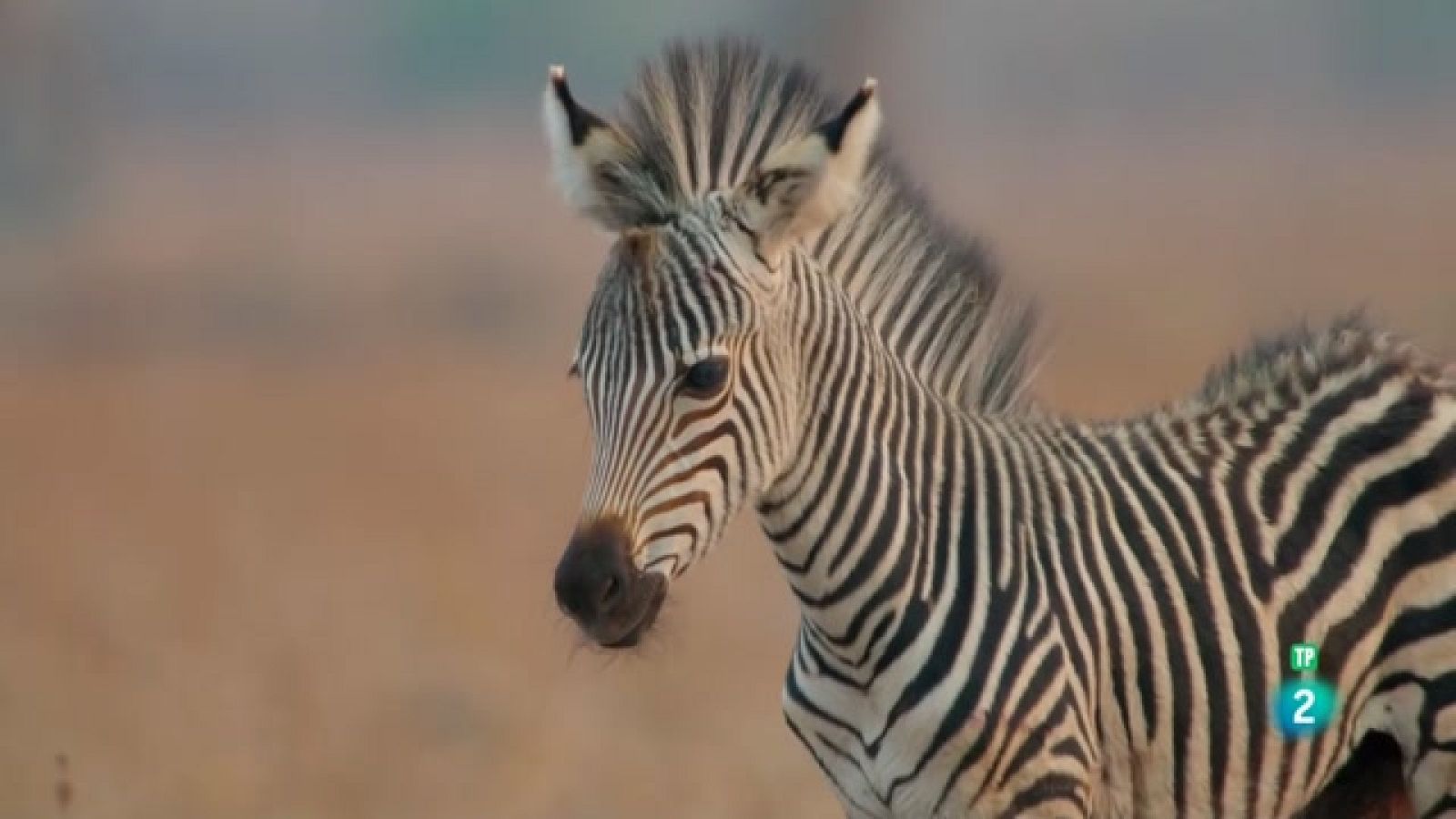 Grans Documentals -  Zàmbia indòmita - El bucle de l'acàcia - Veure ara