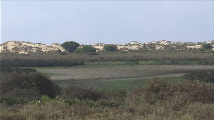 La sequía impacta en Doñana