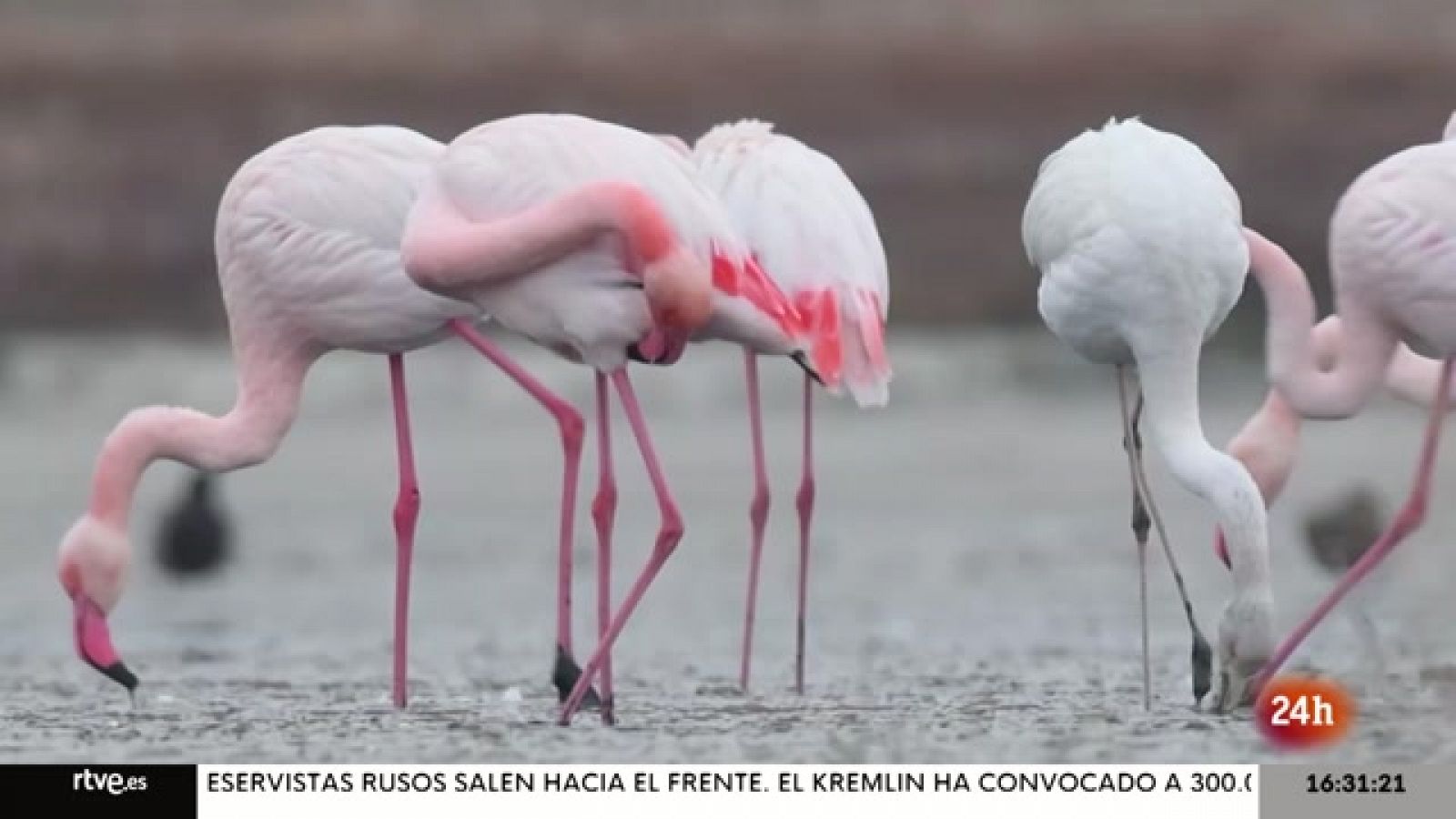 Objetivo Planeta - Los grandes humedales en peligro - ver ahora