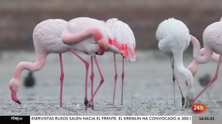 Objetivo Planeta - Objetivo Planeta - Los grandes humedales en peligro