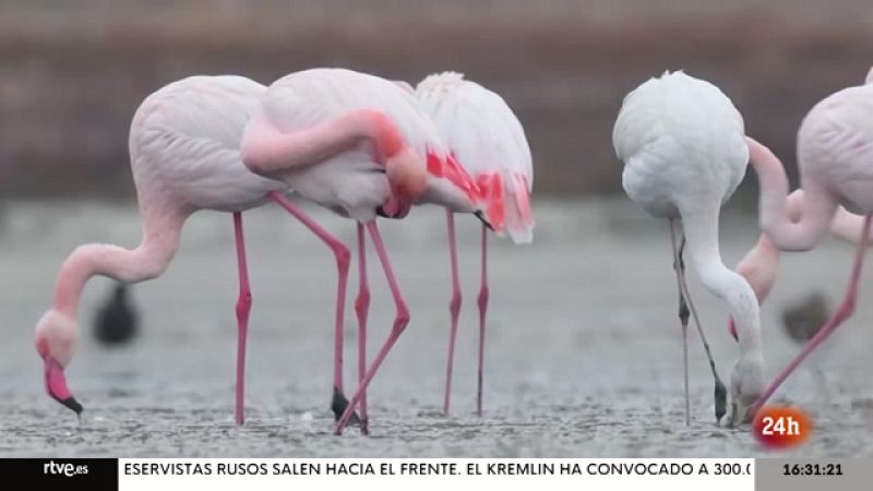 Objetivo Planeta - Los grandes humedales en peligro - ver ahora