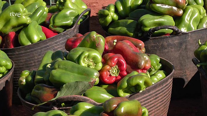 El pimiento, una verdura imprescindible