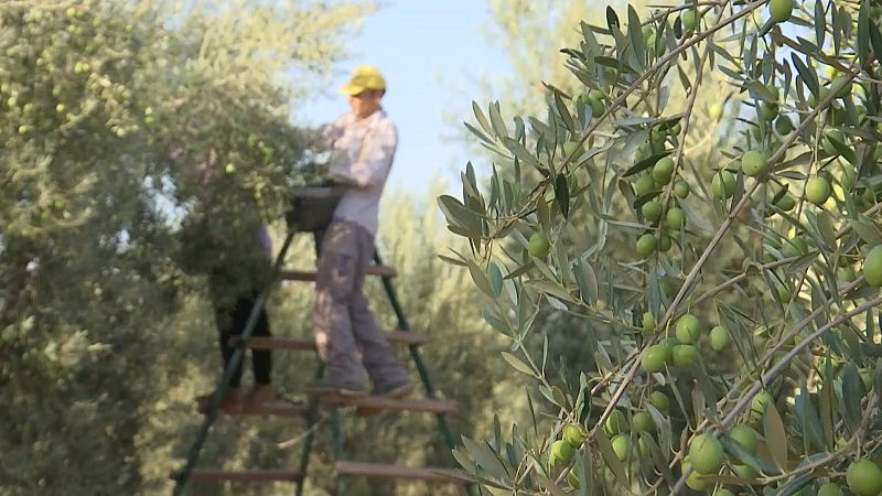 Campaña Verdeo "agostá" por sequía - Ver ahora