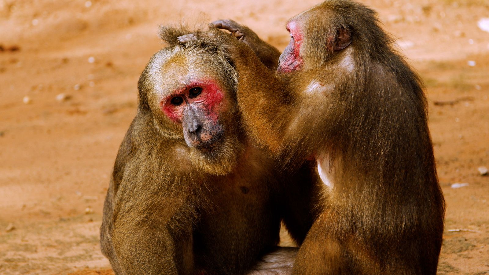 Somos documentales - El reino de los macacos rabones - Documental en RTVE